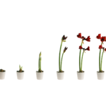 Career Evolution with Kori Burkholder